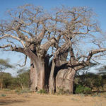 Zimbabwe Boaba Tree without Jeep